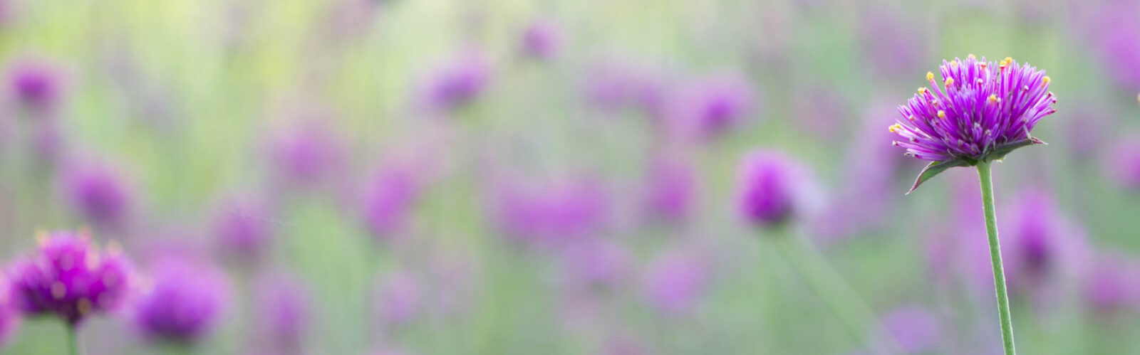 Alex Art And Creation